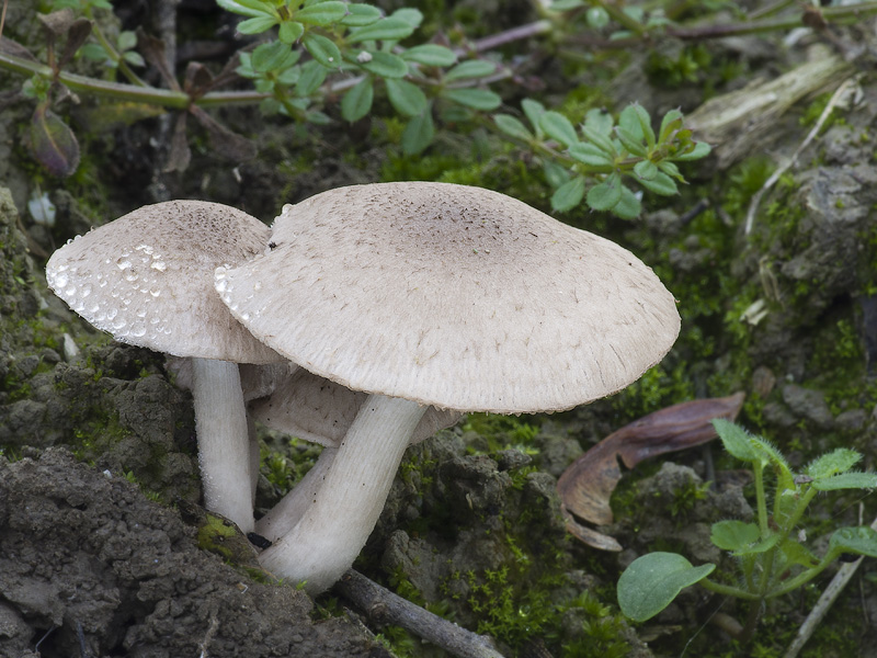 Psathyrella melanthina